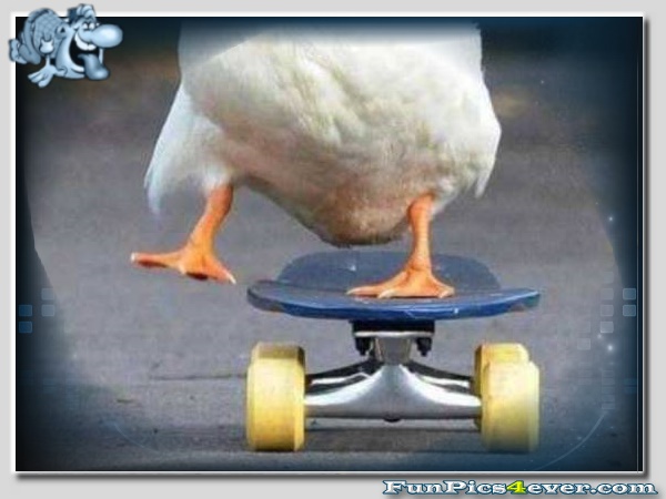 Skater