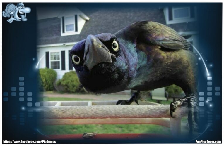 Komischer Vogel
