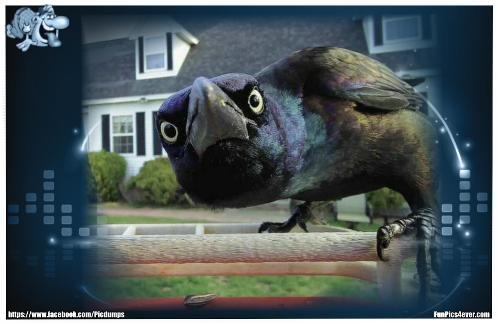 Komischer Vogel