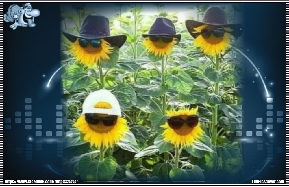 Sonnenblumen