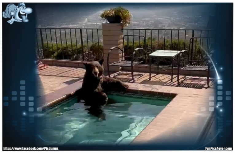 Bär im Pool