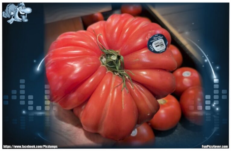 Monster Tomate