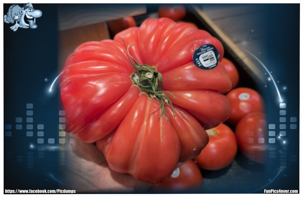 Monster Tomate