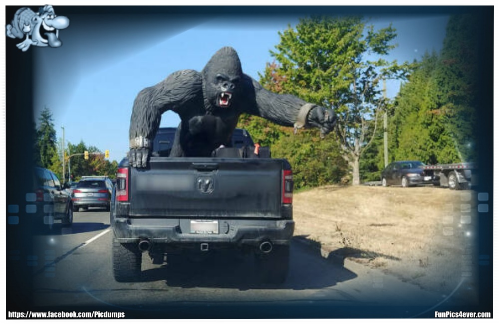 Truck Gorilla