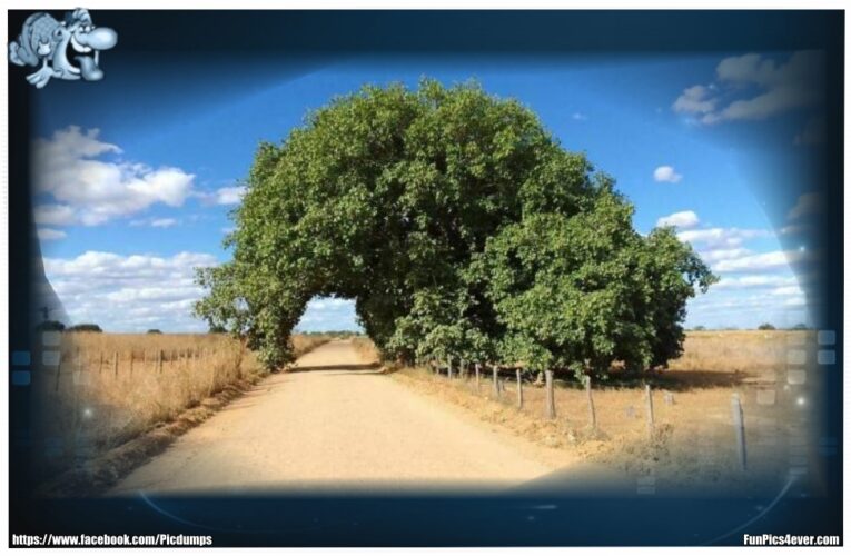 Tunnel-Baum