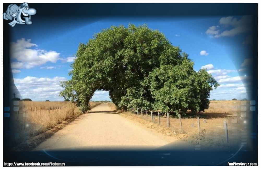 Tunnel-Baum