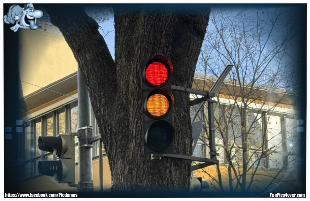 Baum Ampel - auch mal eine nette Idee, die Ampel richtig in Szene zu setzen.