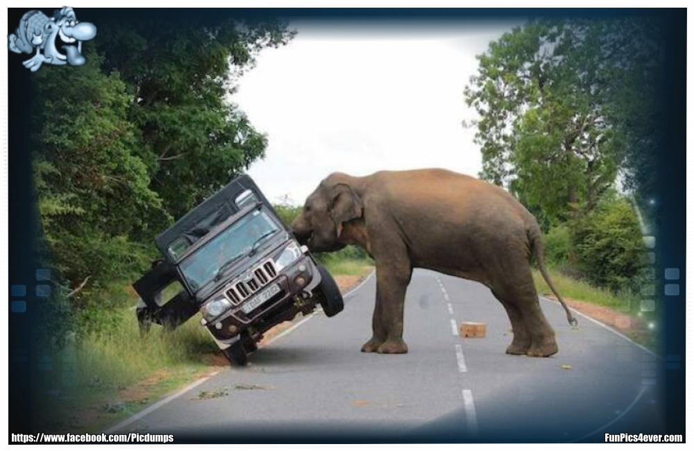 Elefanten Fail - immer schön vorsichtig im Safari Park. Elefanten haben nicht immer gute Laune.