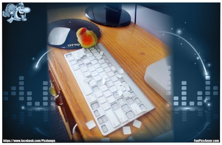 Tastatur Crash