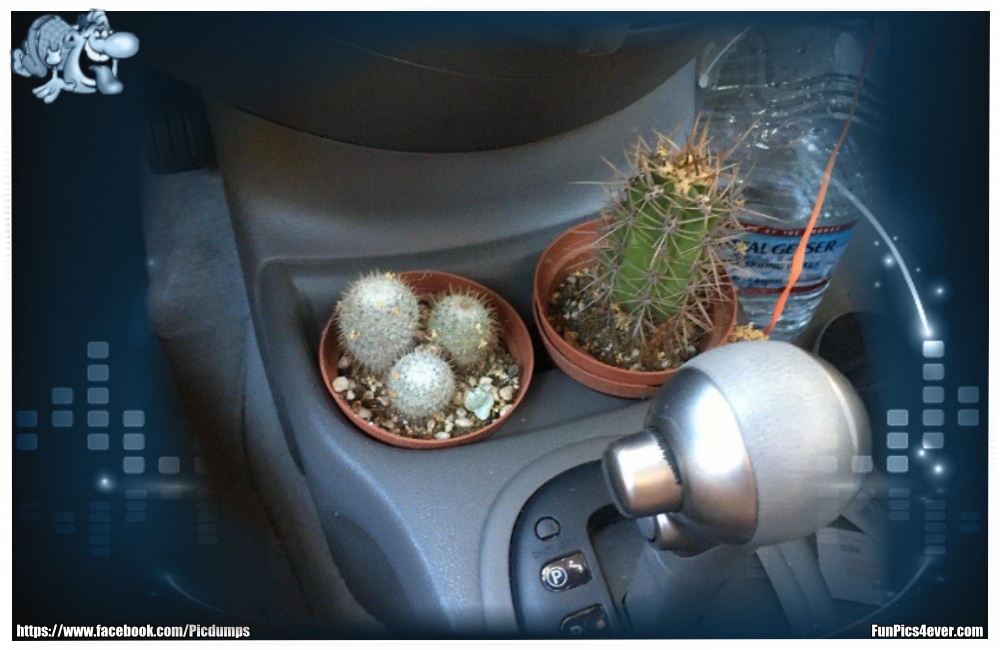 Kaktus Ablage - das wird aber schön stachelig beim suchen nach dem Handy oder Bonbons.