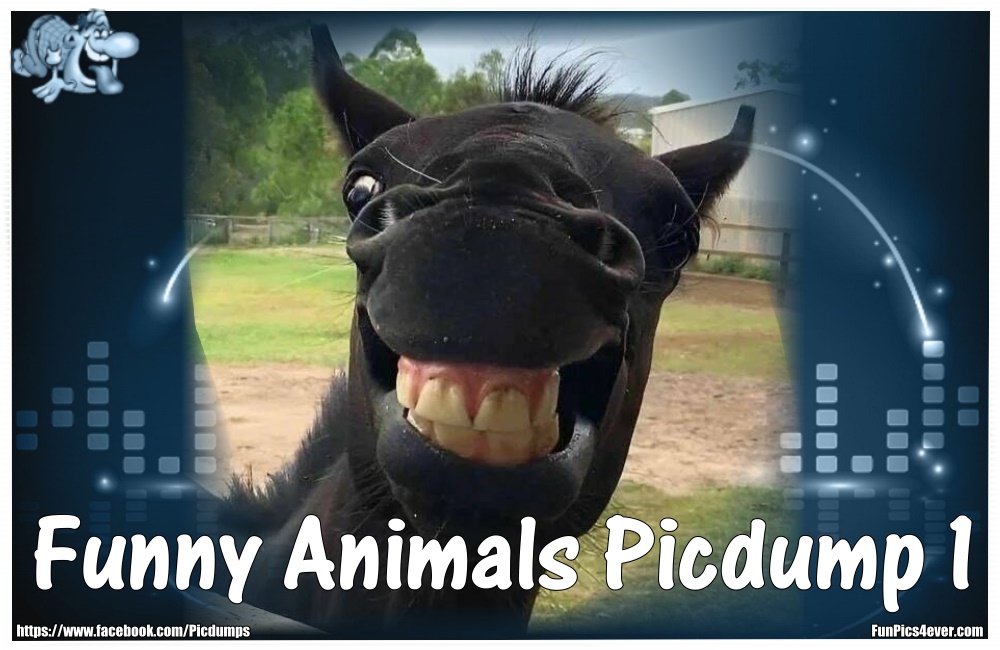 Jetzt haben auch die lustigen Tiere ihren eigenen Picdump. Dieser wird natürlich im Laufe der Zeit immer erweitert. Also schaut immer wieder mal vorbei!