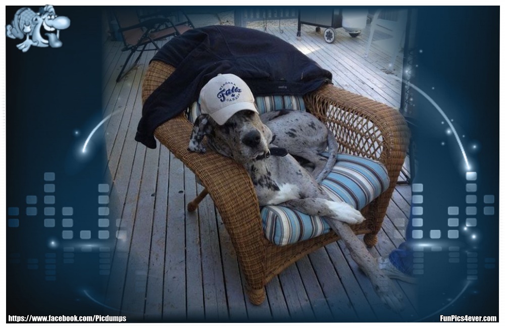 Funny Animals Funpics4ever