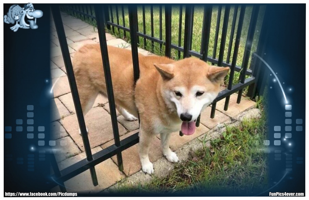 Funny Animals Funpics4ever