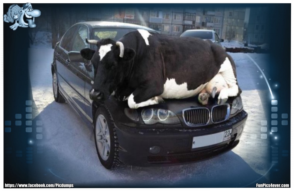 Funny Animals Funpics4ever