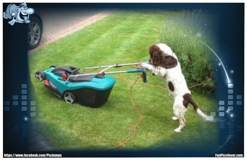 Funny Animals Funpics4ever