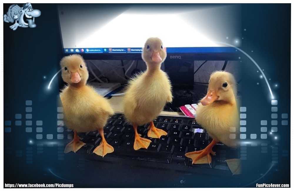 Funny Animals Funpics4ever