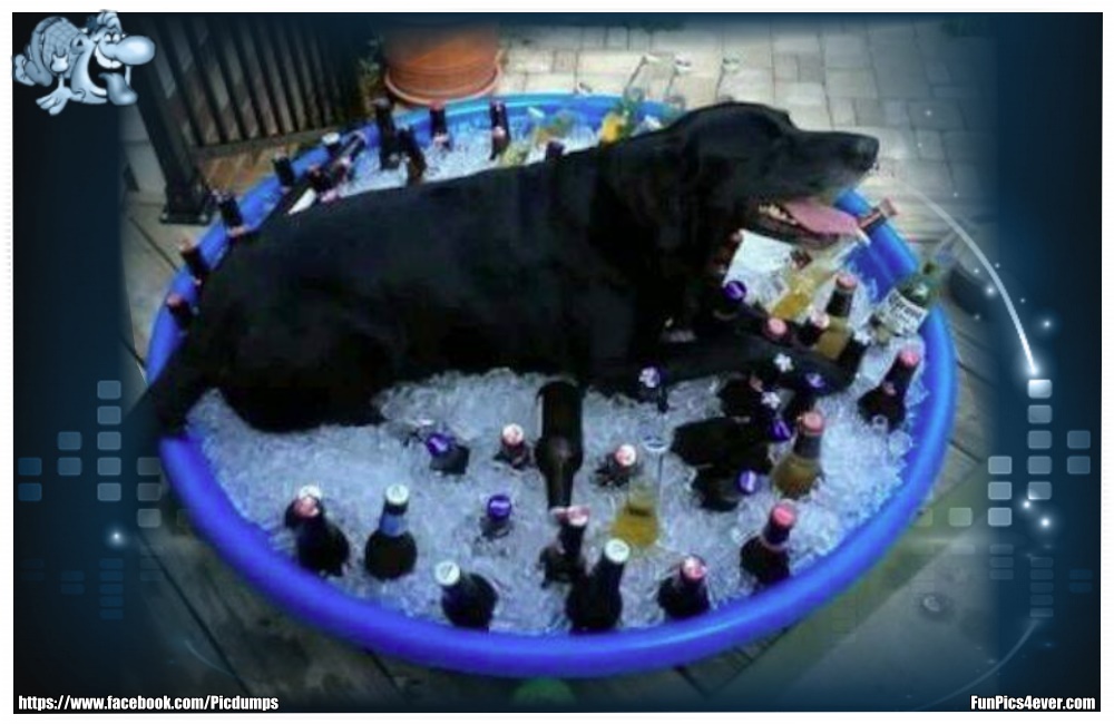 Funny Animals Funpics4ever