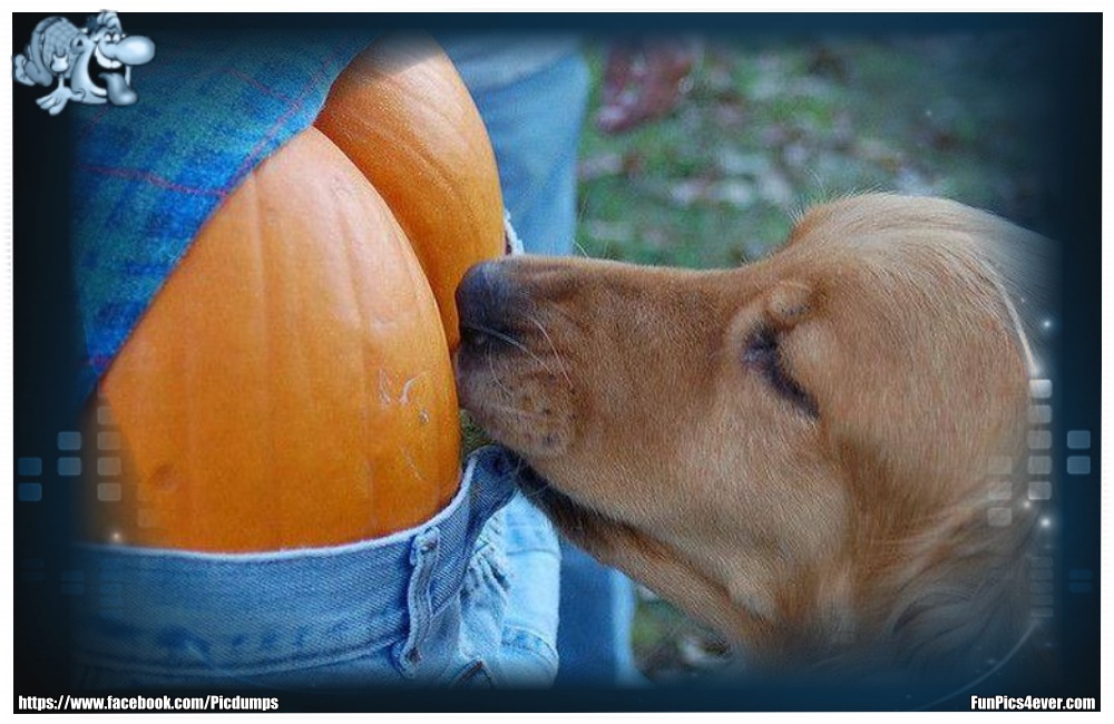 Funny Animals Funpics4ever