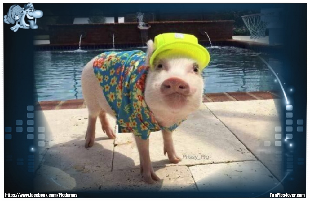 Funny Animals Funpics4ever