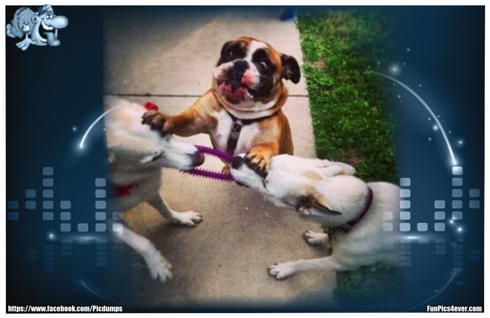 Funny Animals Funpics