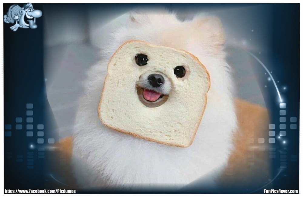 Funny Animals Funpics