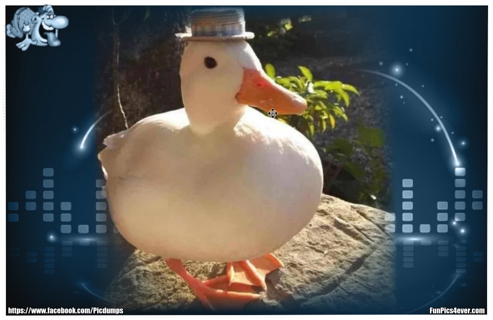 Funny Animals Funpics