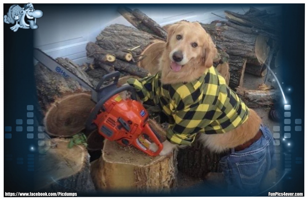 Funny Animals Funpics