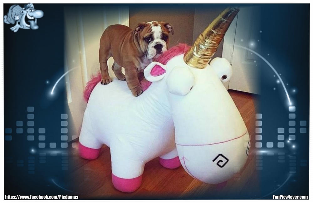 Funny Animals Funpics