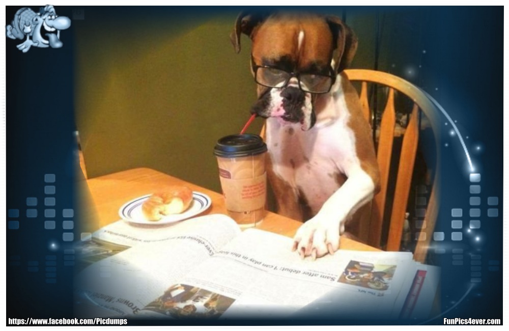 Funny Animals Funpics