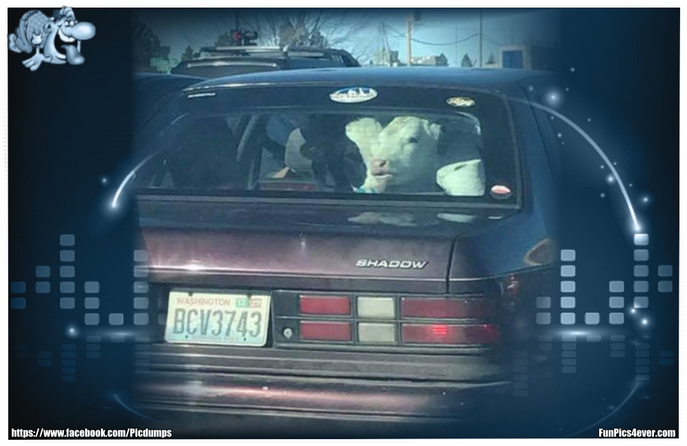 Funny Animals Funpics