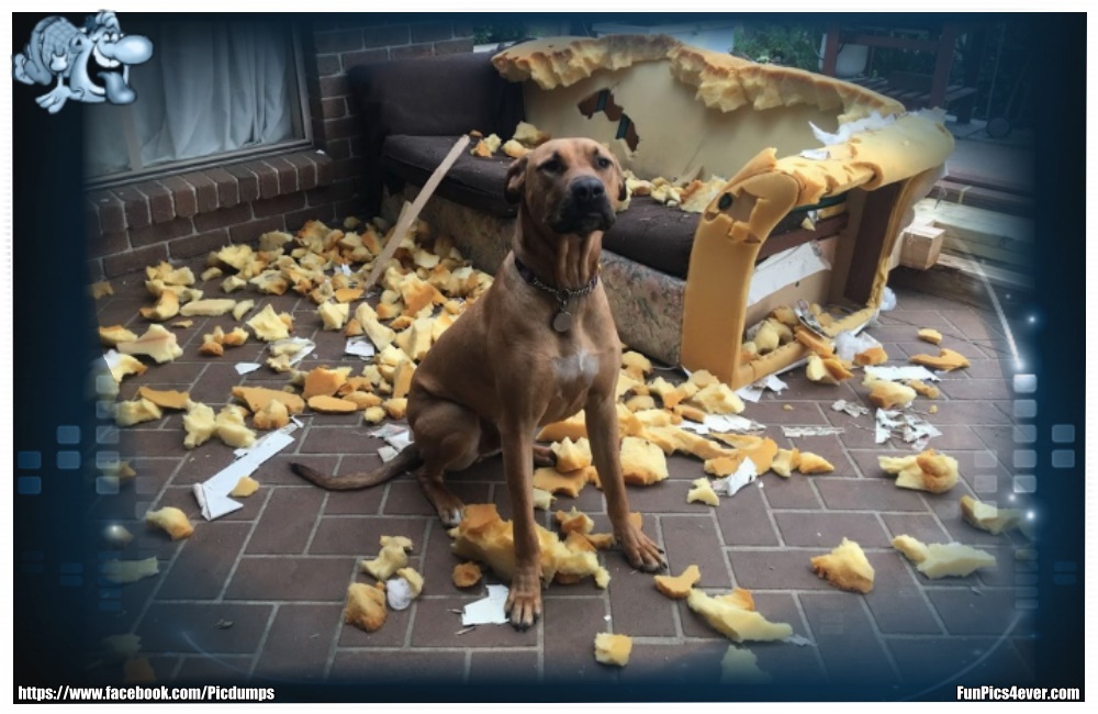 Funny Animals Funpics