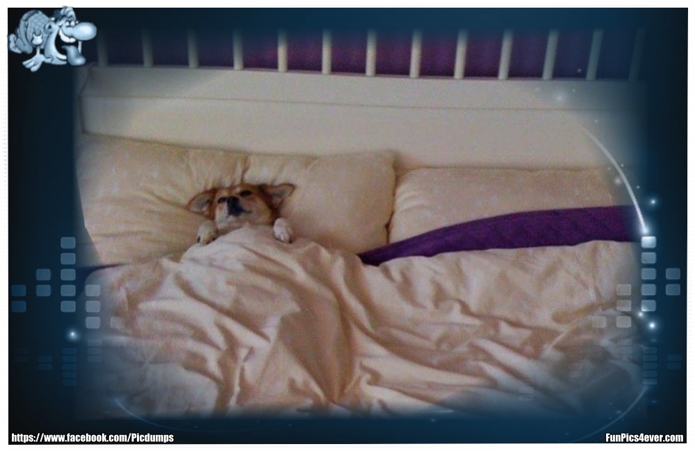 Funny Animals Funpics4ever