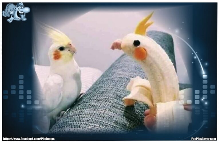 Bananen Vogel