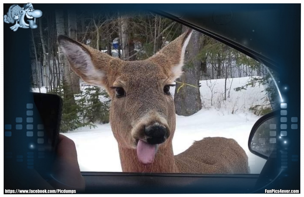 Funny Animals Funpics