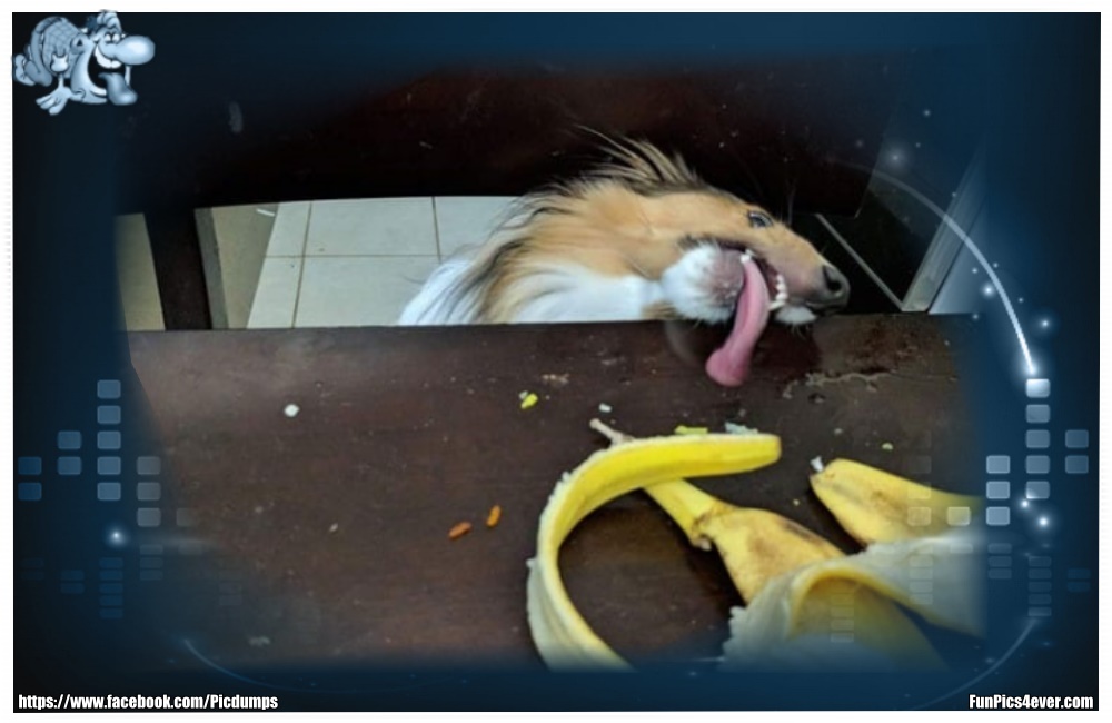 Funny Animals Funpics