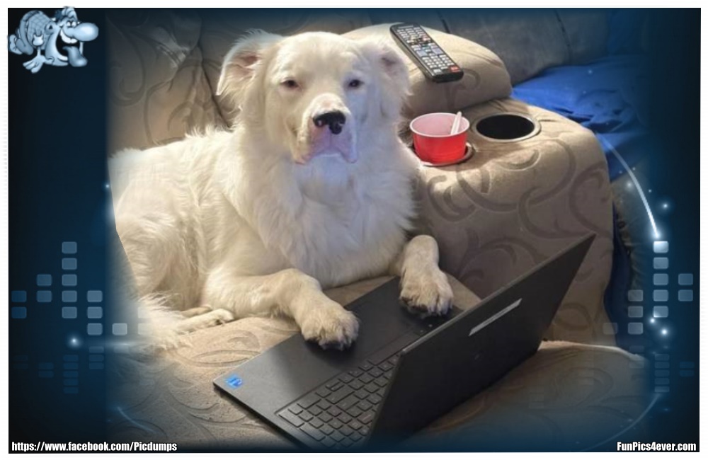 Funny Animals Funpics