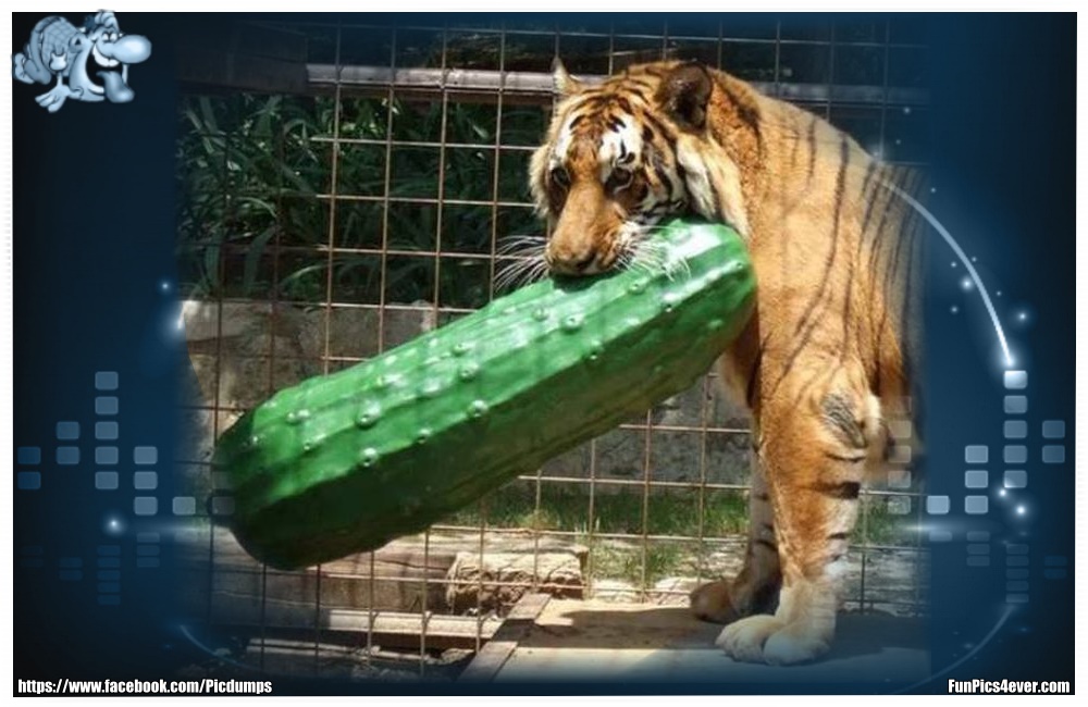 Funny Animals Funpics