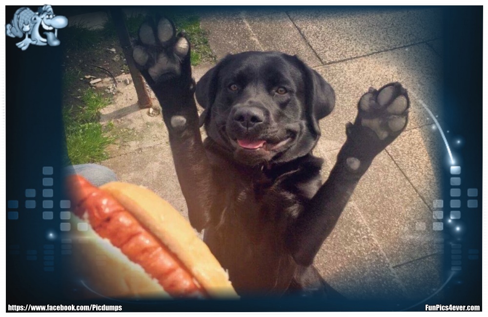 Funny Animals Funpics