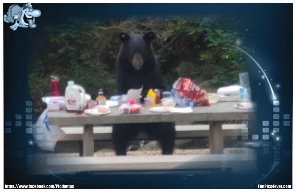 Funny Animals Funpics