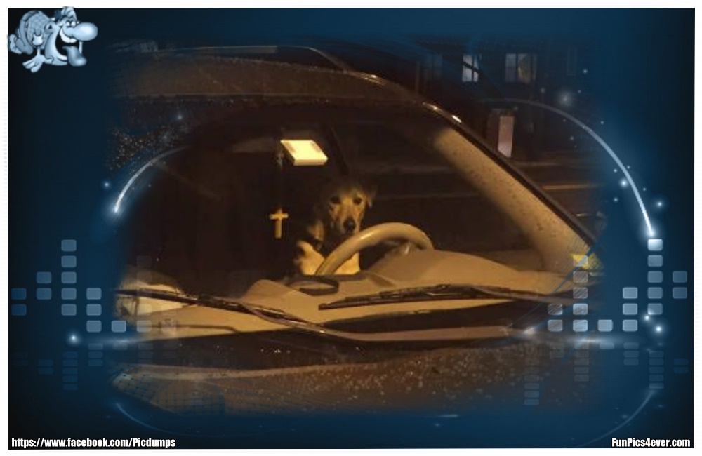 Funny Animals Funpics