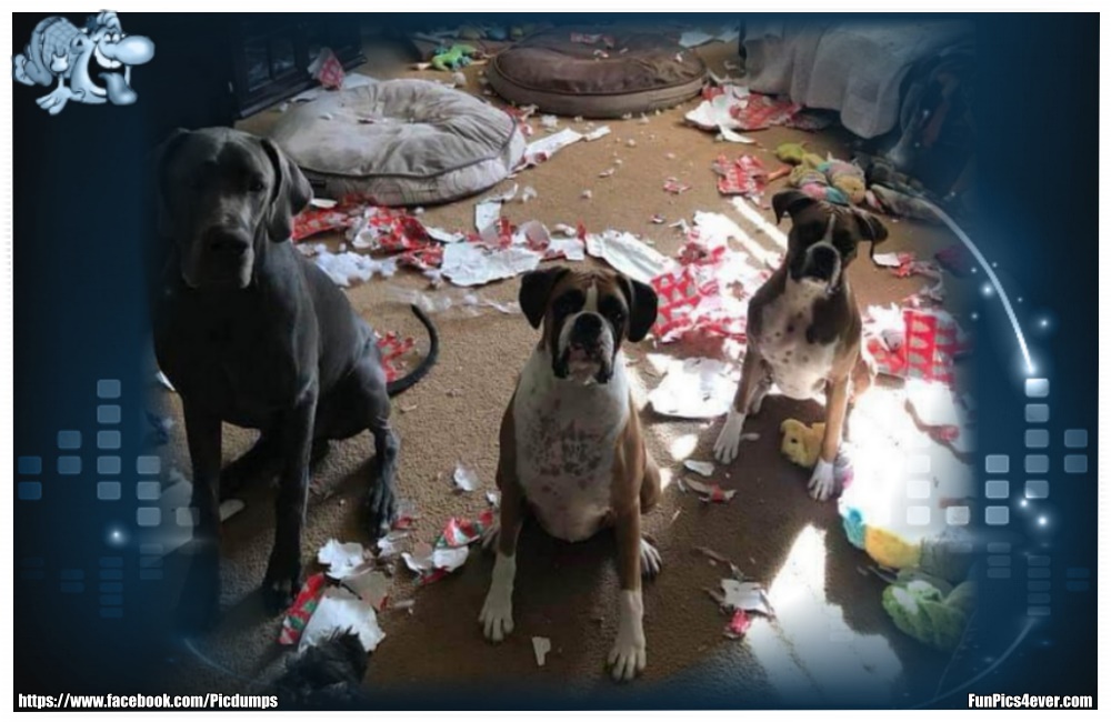 Funny Animals Funpics