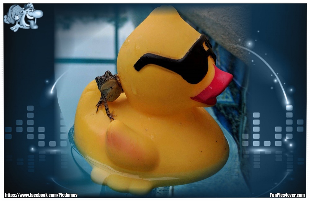 Funny Animals Funpics