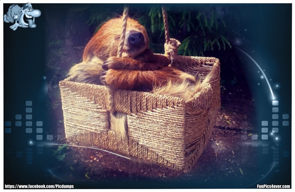 Funny Animals Funpics