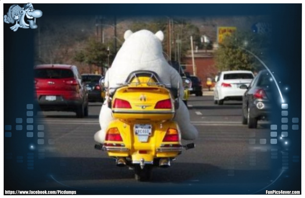 Funny Animals Funpics