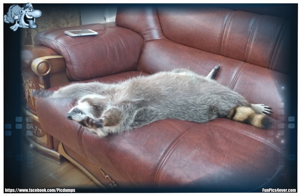 Funny Animals Funpics