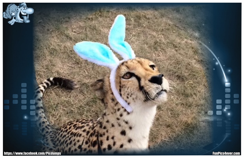 Funny Animals Funpics