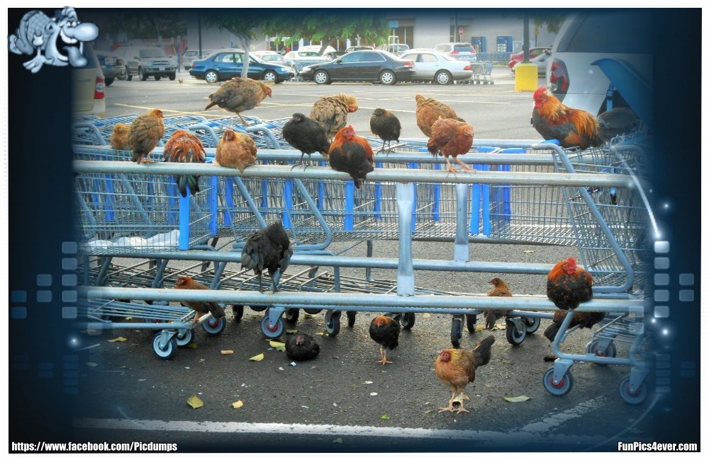 Funny Animals Funpics