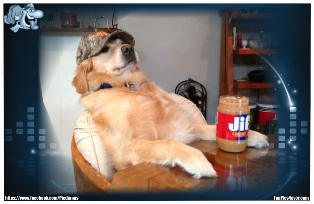 Funny Animals Funpics