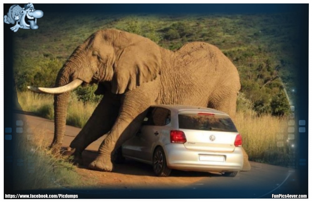 Funny Animals Funpics