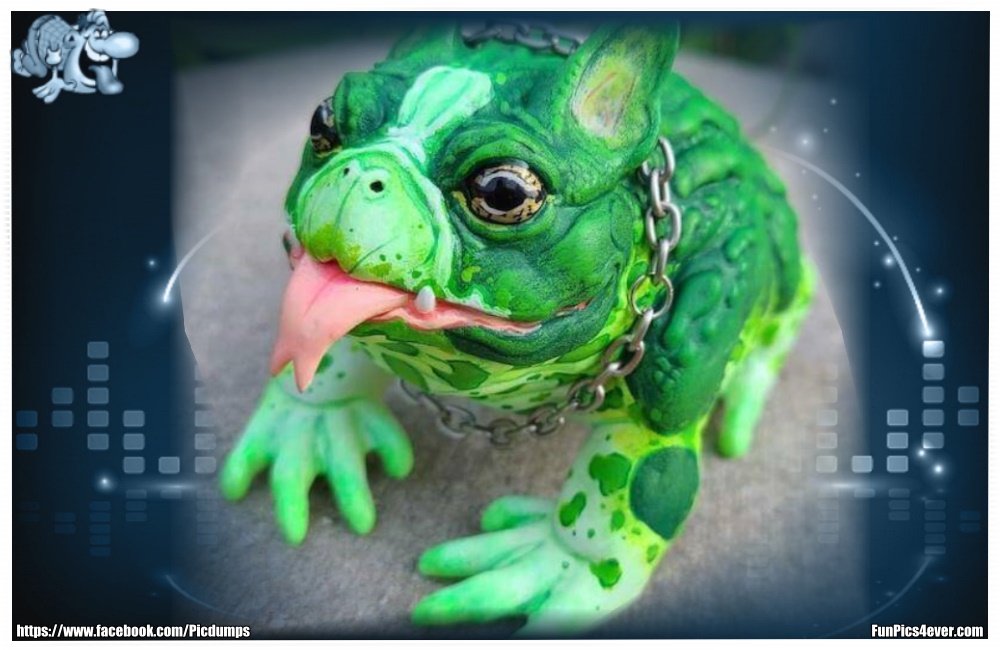 Funny Animals Funpics